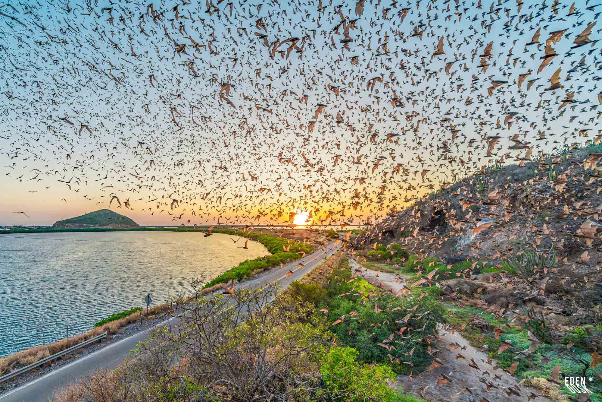 Miles de murciélagos cubriendo el cielo al atardecer con el sol en el horizonte, carretera y cerro junto a la laguna, Cueva de los Murciélagos, El Maviri, Sinaloa.