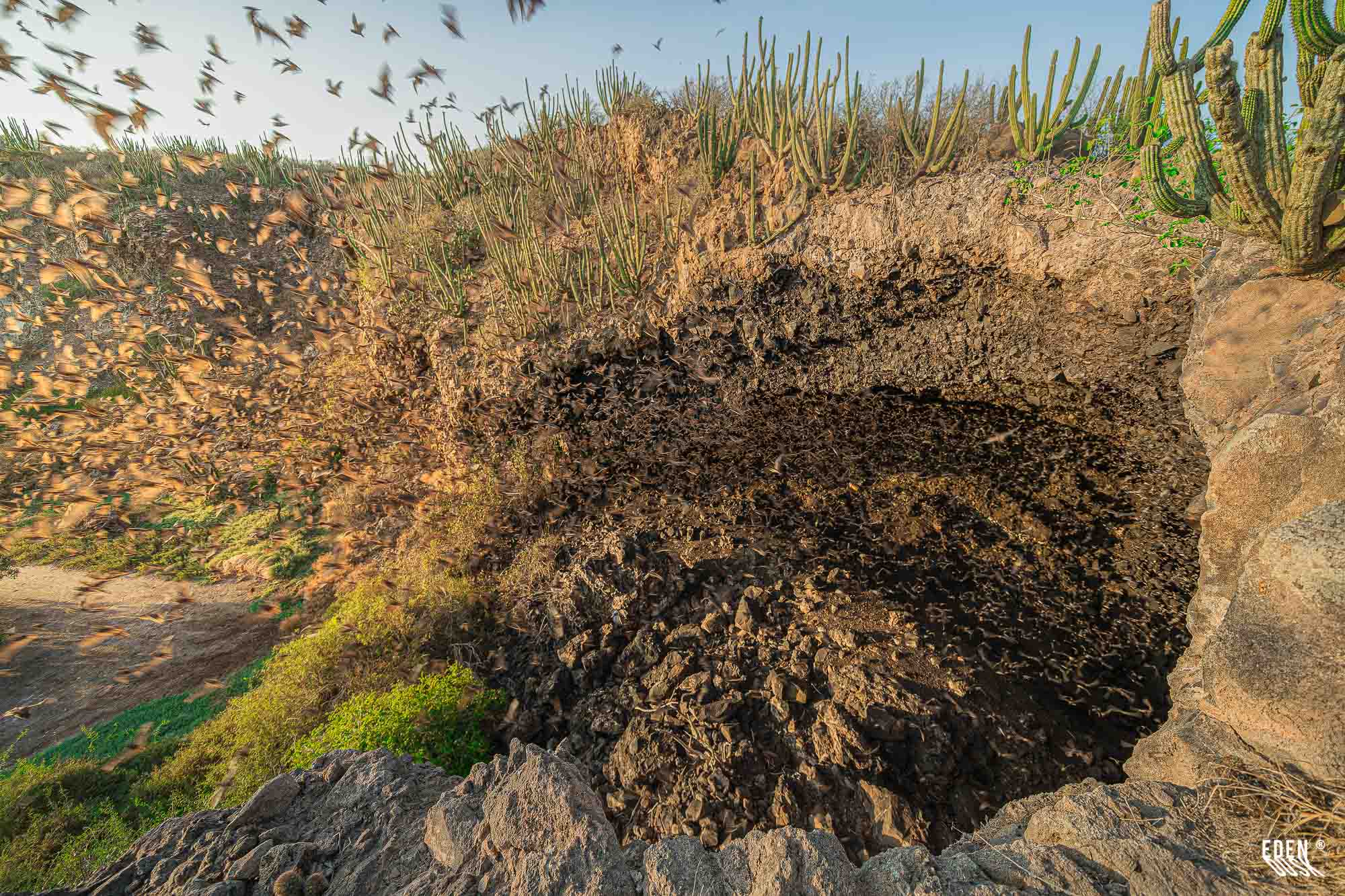 Enjambre de murciélagos emergiendo de la boca de la cueva visto desde arriba, flanqueada por cactus y roca al atardecer, El Maviri, Sinaloa.