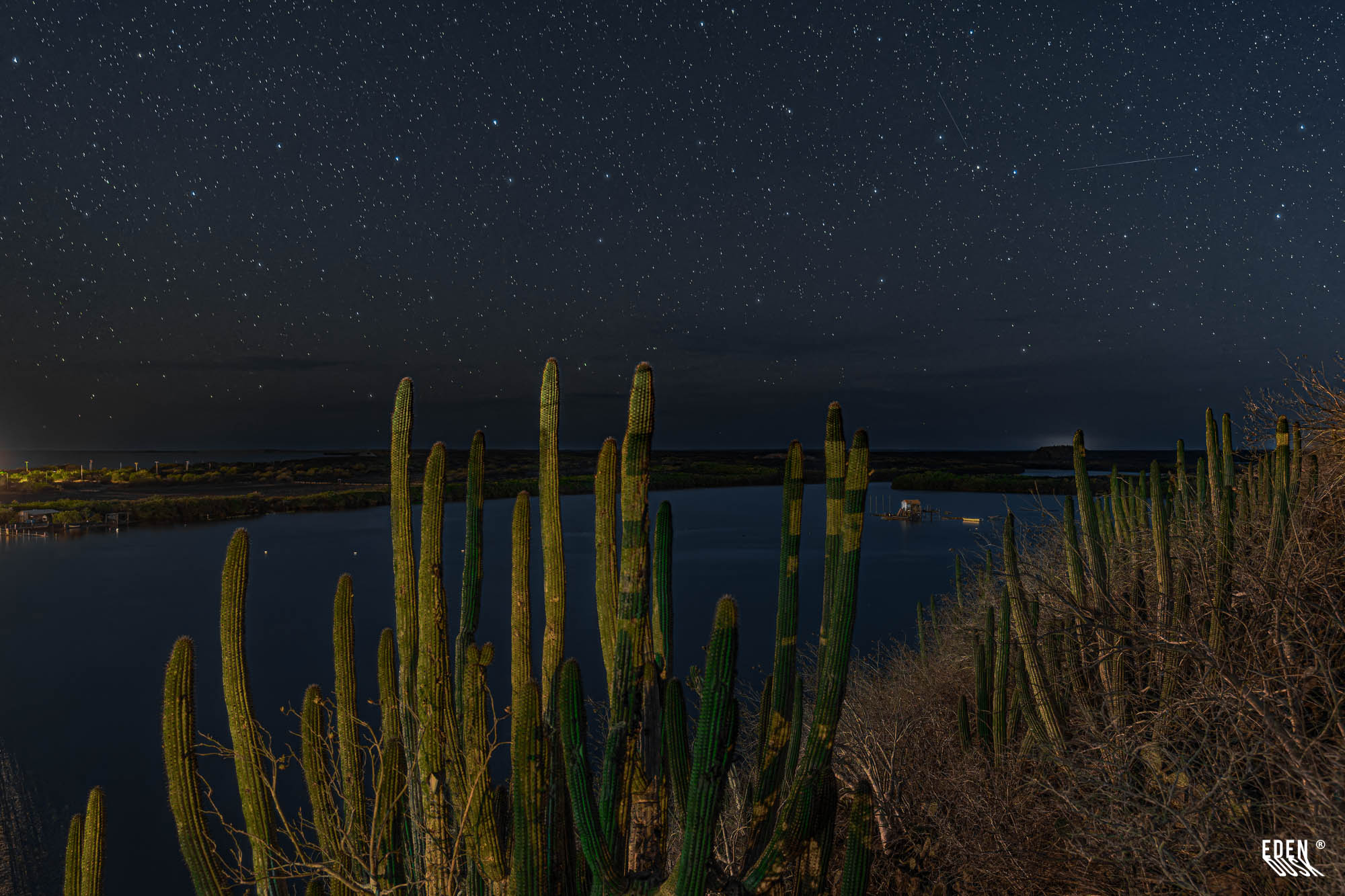 Cactus altos en ladera frente a laguna; cielo nocturno con numerosas estrellas y luces distantes en el horizonte.