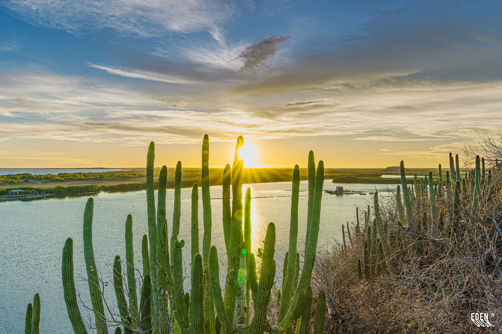 Cactus altos en primer plano sobre ladera; sol bajo con destello reflejado en laguna y cielo con nubes.