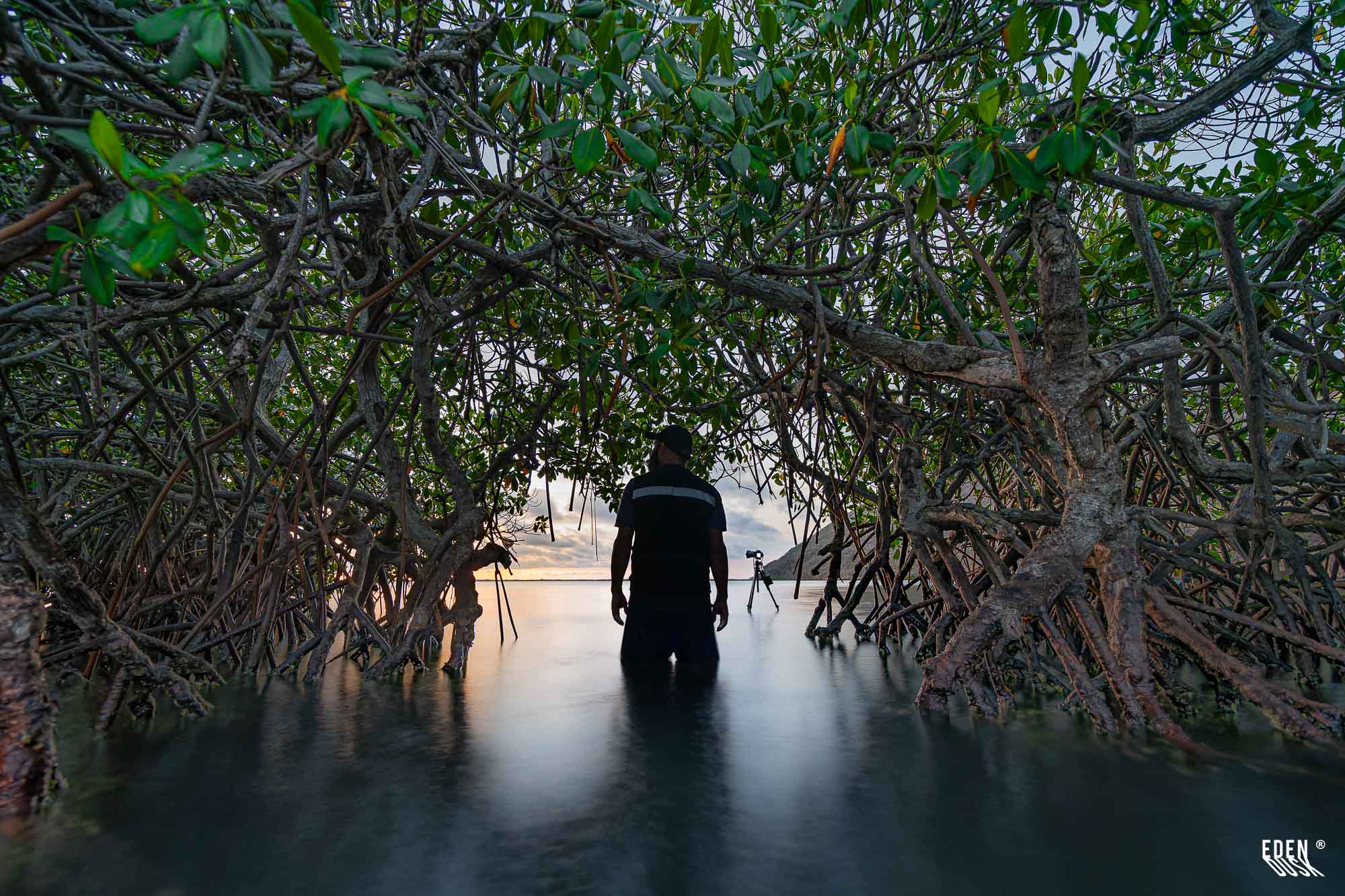 Fotógrafo de espaldas en el agua dentro de un túnel de manglar; raíces y hojas enmarcan el horizonte al atardecer con trípode al fondo en El Maviri.