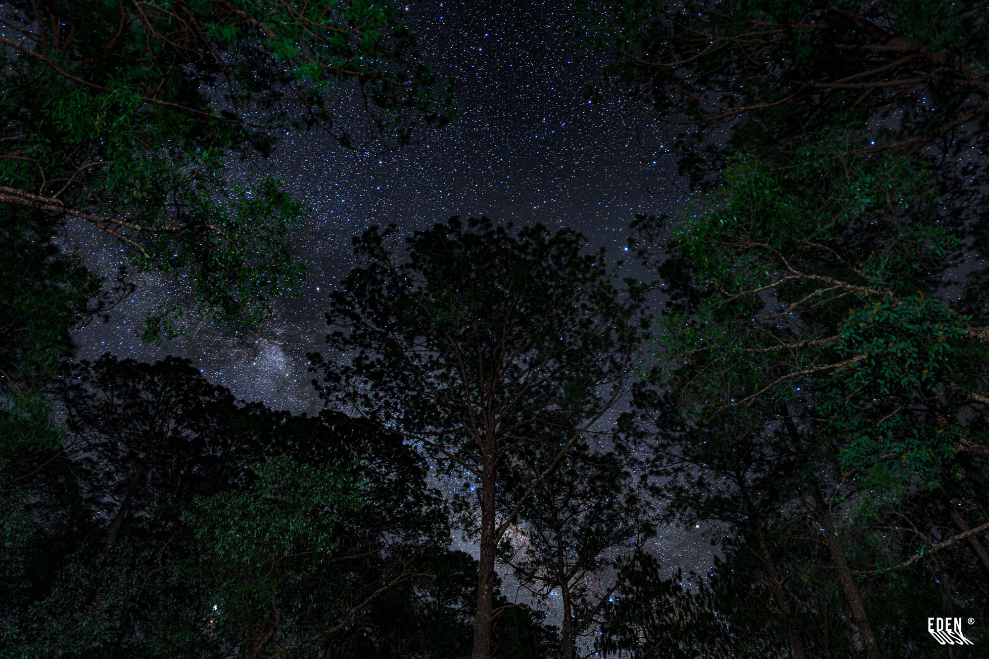 Árbol alto al centro rodeado de copas; cielo nocturno densamente estrellado visto en contrapicado entre ramas oscuras.