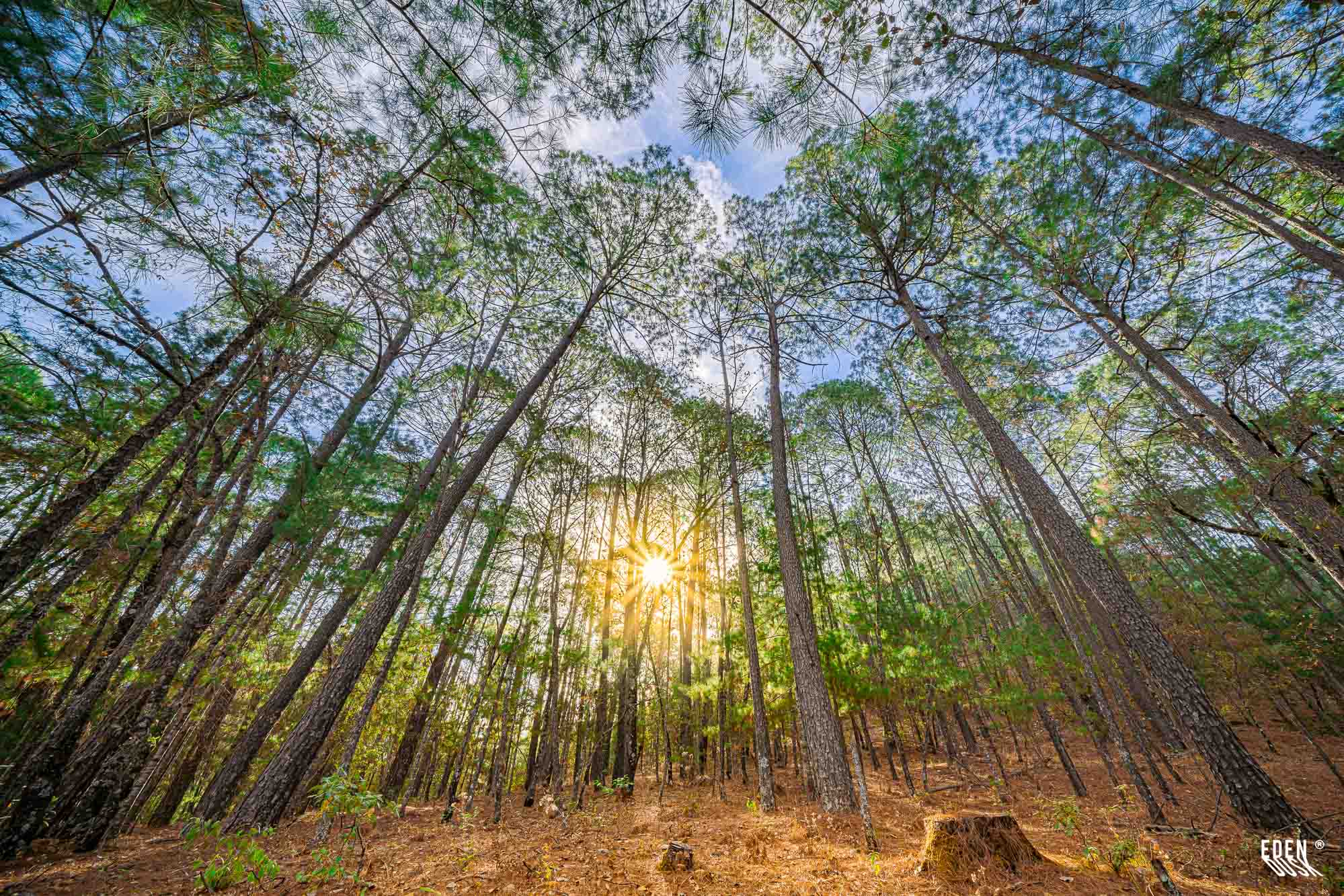Sol filtrándose entre árboles altos en bosque visto en contrapicado; suelo con hojarasca y troncos delgados.
