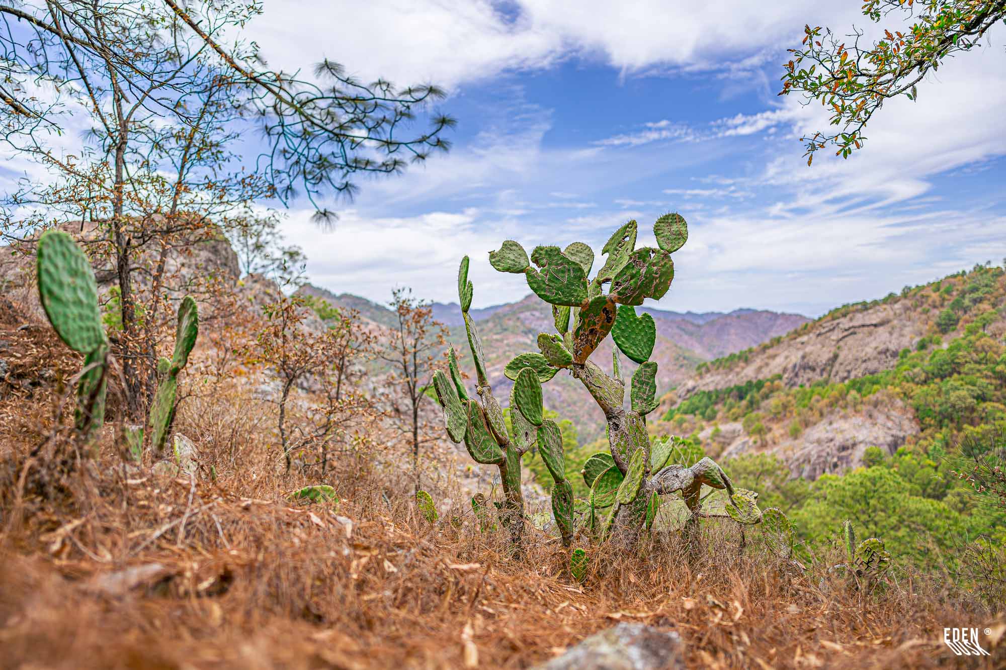 Cactus en primer plano sobre ladera seca; ramas enmarcando; sierras desenfocadas al fondo y cielo parcialmente nublado.