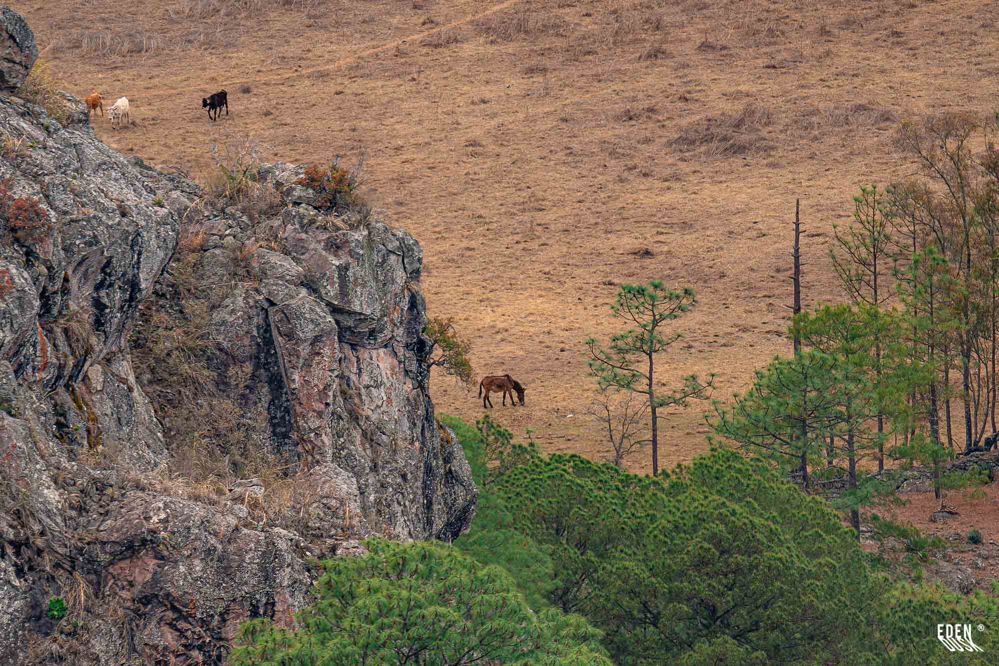 Peñasco rocoso a la izquierda y copas de pinos abajo; pradera seca con un caballo pastando y algunos árboles dispersos al fondo.