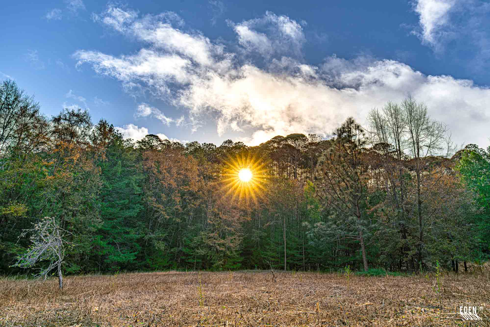 Sol bajo con destello estrellado asomando entre la línea de árboles; pradera seca al frente y nubes claras en el cielo.