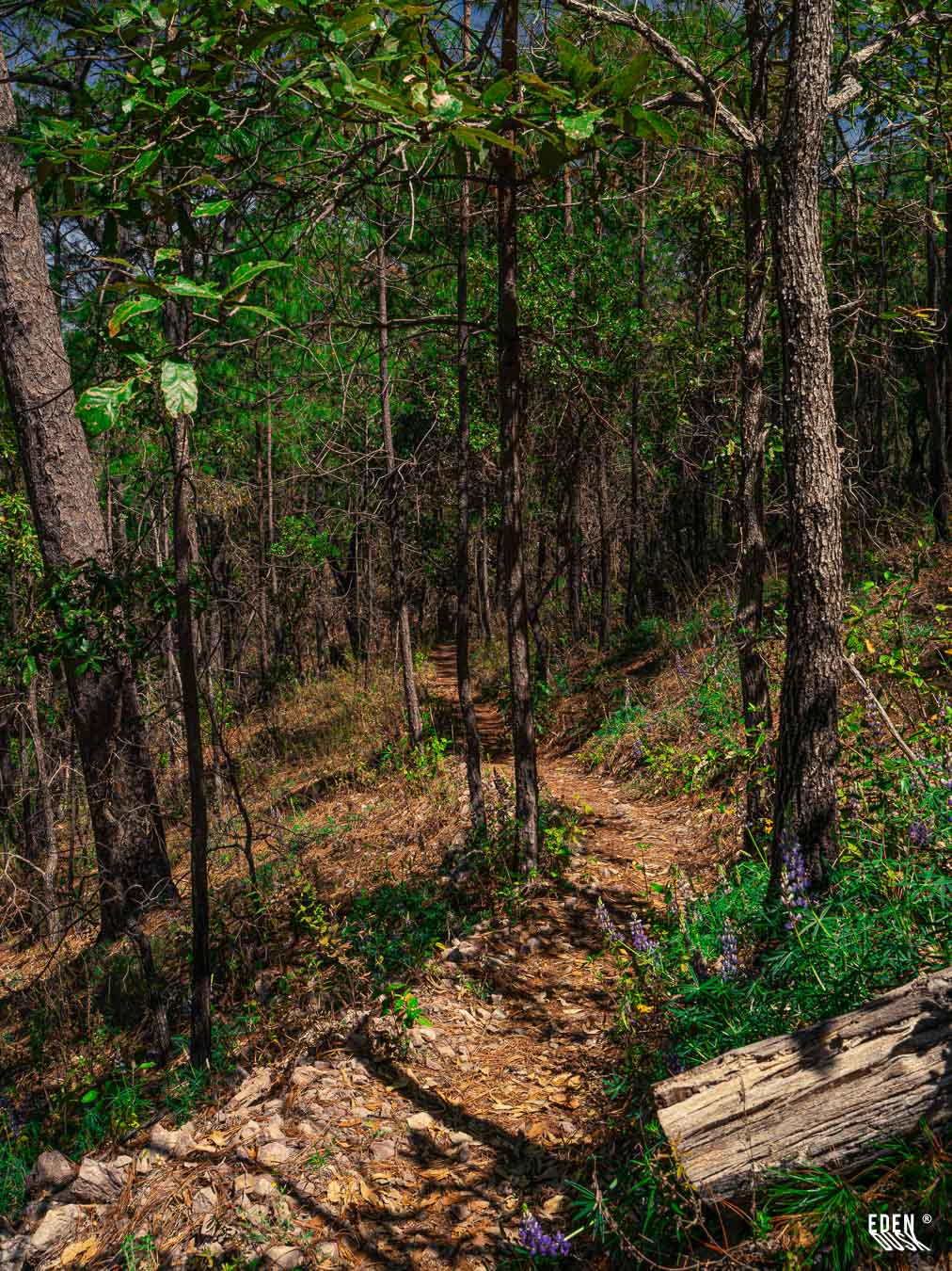 Vereda de tierra entre árboles; sombras alargadas en el suelo y tronco caído con plantas en primer plano.